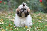 SHIH TZU 086